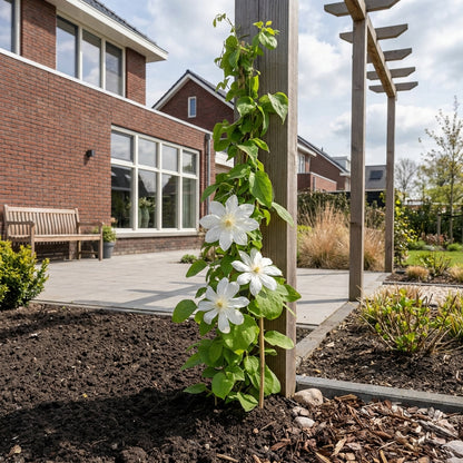 Klimplant Clematis Wada s Primrose (Bosrank) - Klimplanten