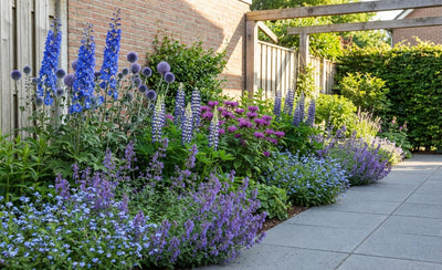 Paquet de bordure violet/bleu (1,5 m2)