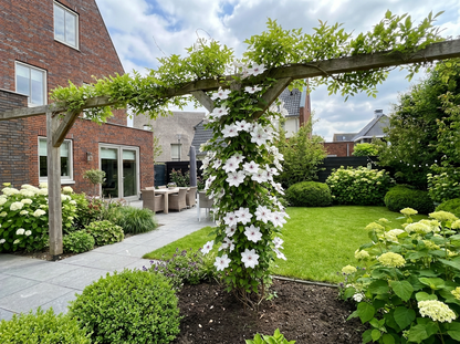 Clematis 'Miss Bateman' - Klimplanten