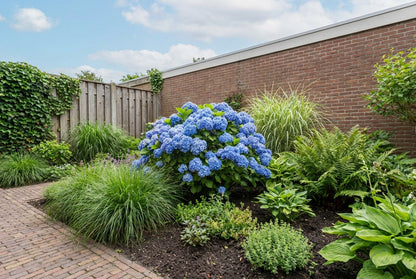 Hortensia (Hydrangea macrophylla ‘Bodensee’ ) - Hortensia
