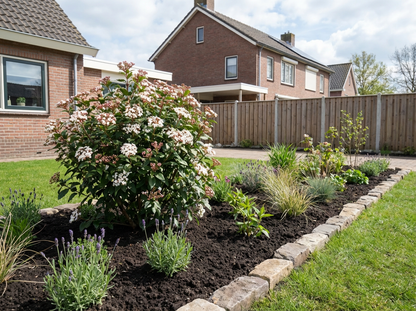 Groenblijvende sneeuwbal (Viburnum tinus) - Viburnum