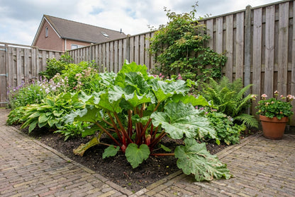 Rabarber (Rheum rhabarbarum) - Tuinplanten