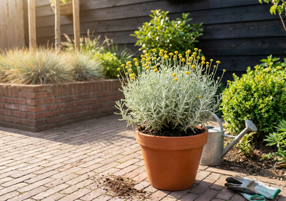 Heiligenbloem (Santolina chamaecyparissus) - Tuinplanten