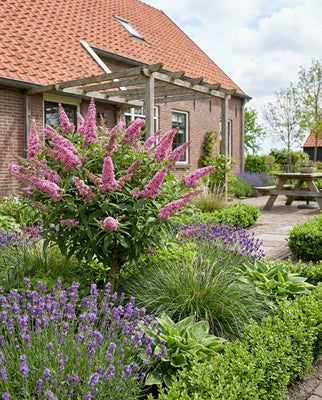 Buddleia (Buddleja davidii Butterfly Candy® Little Pink)
