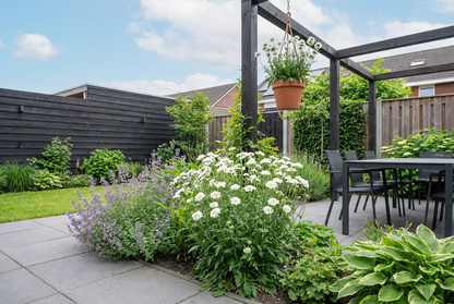 Duifkruid (Scabiosa caucasica 'Perfecta Alba') - Tuinplanten