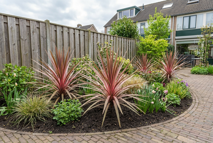 Cordyline (Cordyline australis 'Pink Southern Splendour') - Exotische planten