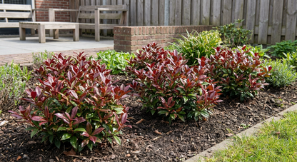 Druifheide (Leucothoe 'Zeblid') - Heesters