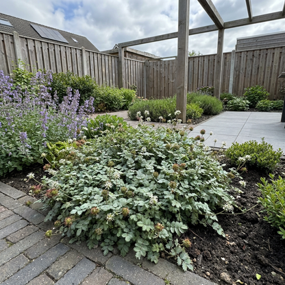 Stekelnootje (Acaena buchananii) - Tuinplanten
