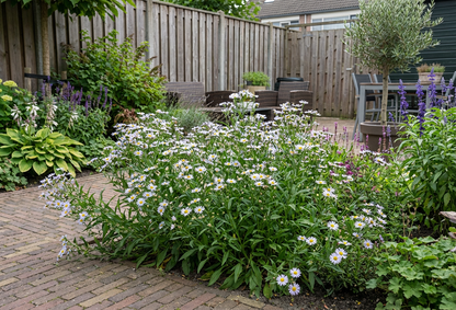 Aster d'été (Kalimeris incisa 'Nana Blue')