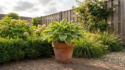 Lys du cœur (Hosta' Fortunei Aureomarginata')