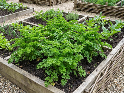 Peterselie Amsterdamse Snij - Zaden