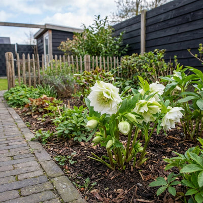 Hellébore fétide (Helleborus 'Double Crown')
