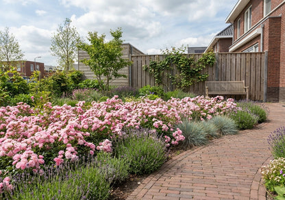 Bodembedekende roos (Rosa (PA) 'The Fairy' ) - Rozen