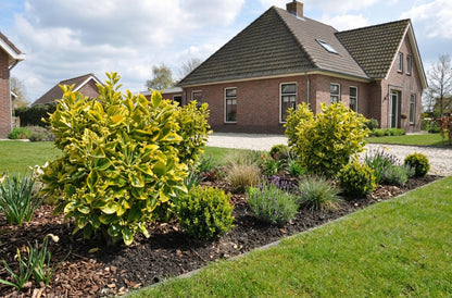 Bonnet cardinal (Euonymus japonicus 'Marieke')