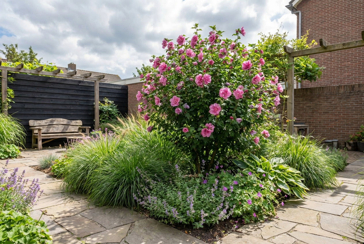 Altheastruik (Hibiscus syriacus Magenta Chiffon ) - Hibiscus