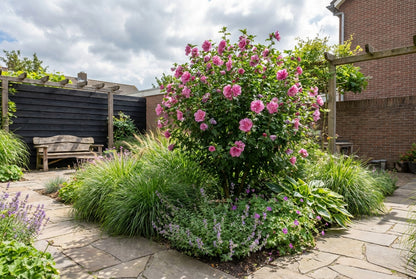 Altheastruik (Hibiscus syriacus Magenta Chiffon ) - Hibiscus