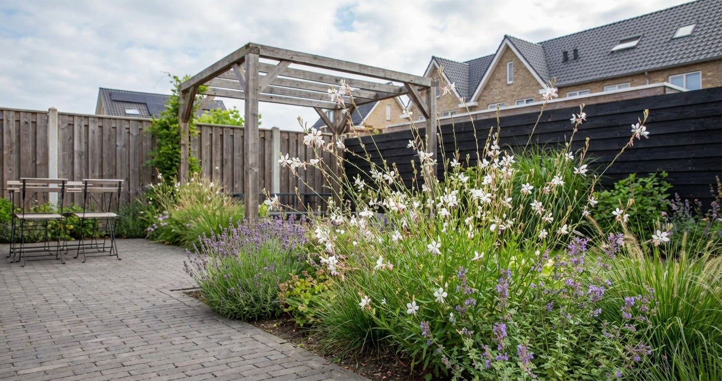 Prachtkaars (Gaura lindheimeri 'Whirling Butterfly') - Tuinplanten