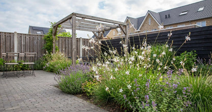 Prachtkaars (Gaura lindheimeri 'Whirling Butterfly') - Tuinplanten
