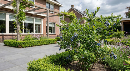 Klimplant Vaccinium corymbosum Goldtraube (bosbes) - Klimplanten