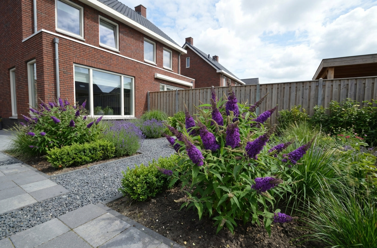 Vlinderstruik (Buddleja davidii Butterfly Candy® Little Purple) - Vlinderstruik