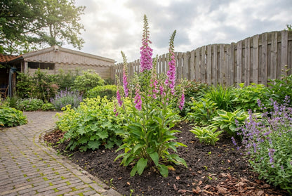 Vingerhoedskruid (Digitalis 'Mertonensis') - Tuinplanten