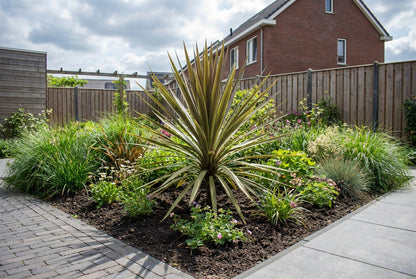 Cordyline (Cordyline australis 'Choc Mint') - Exotische planten