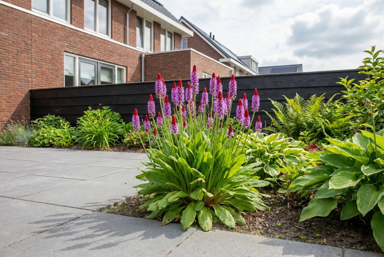 Orchideeprimula (Primula vialii) - Tuinplanten