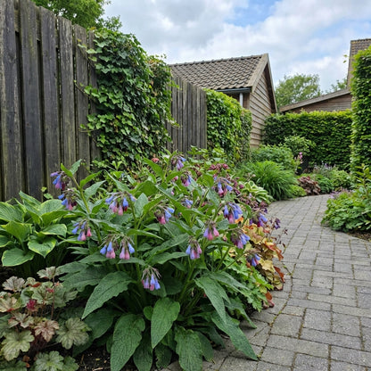 Smeerwortel (Symphytum grandiflorum 'Hitcote') - Tuinplanten