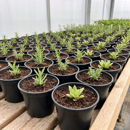 Kweekpot zwart – Ø6cm, hoogte 5cm - Kweekbenodigdheden