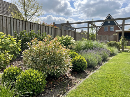 Rotsheide (Pieris jap. ‘Little Heath’) - Heesters