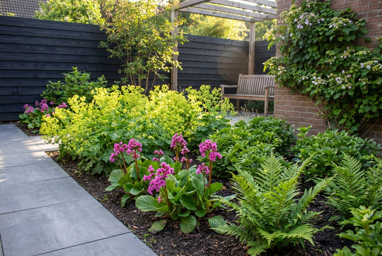 Borderpakket groenblijvend (1m2) - Tuinplanten