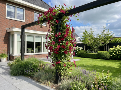 Klimplant Clematis vit. Madame Julia Correvon (Bosrank) - Klimplanten