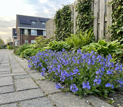 Ereprijs (Veronica prostata 'Nestor') - Tuinplanten