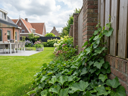 Klimop Hedera hibernica - Klimplanten
