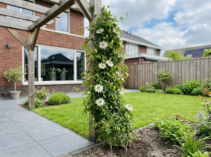 Klimplant Passiflora Avalanche (passiebloem) - Klimplanten