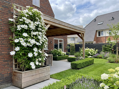 Klimplant Clematis Madame Le Coultre (Bosrank) - Klimplanten