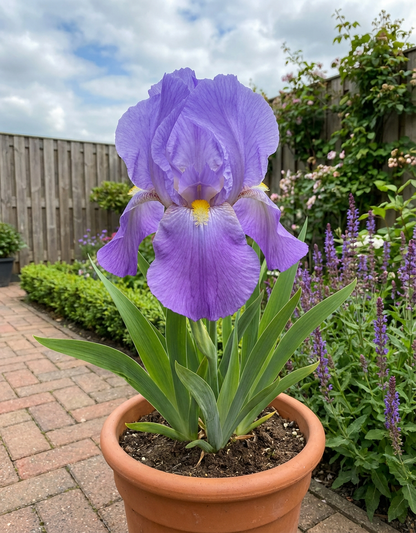 Baardiris (Iris (G) 'Empress of India') - Tuinplanten