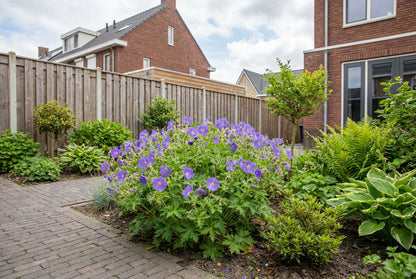 Géranium 'Orion' (Géranium 'Orion')