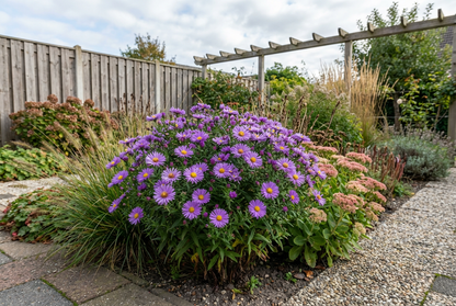 Herfstaster (Aster 'Samoa') - Tuinplanten