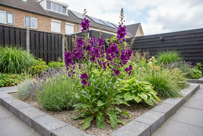Toorts (Verbascum phoeniceum) - Tuinplanten