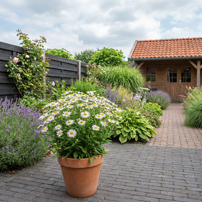 Aster d'été (Kalimeris incisa 'Madiva')