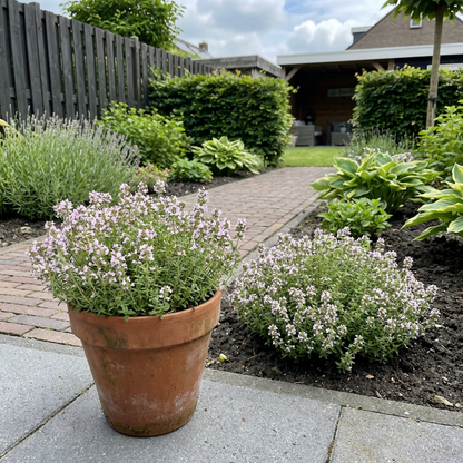 Echte tijm (Thymus vulgarus) - Tuinplanten