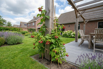 Klimplant Rubus Malling Promise (framboos) - Klimplanten
