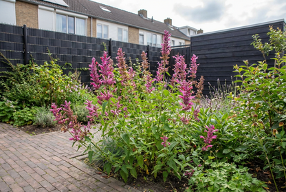 Dropplant (Agastache 'Red Fortune') - Tuinplanten
