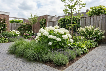 Hortensia (Hydrangea arborescens ‘Annabelle’ ) - Hortensia