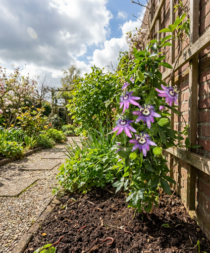Klimplant Passiflora Betty Miles Young (passiebloem) - Klimplanten