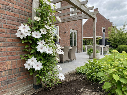 Klimplant Clematis Snow Queen (Bosrank) - Klimplanten