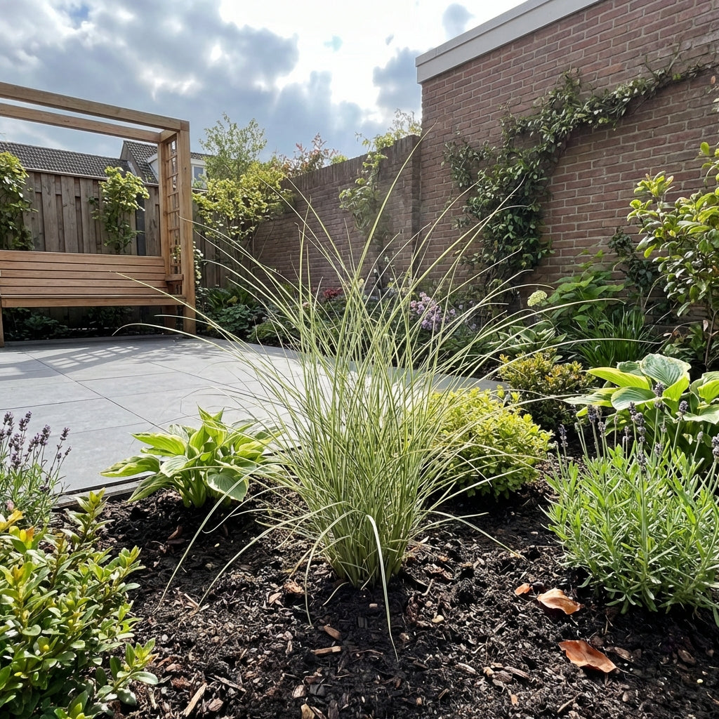 Prachtriet (Miscanthus 'Morning Light') - Prachtriet