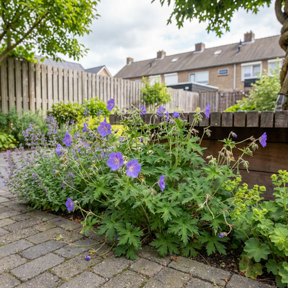 Ooievaarsbek (Geranium 'Brookside') - Tuinplanten