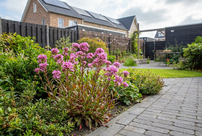 cerisier alpin (Lychnis alpina)